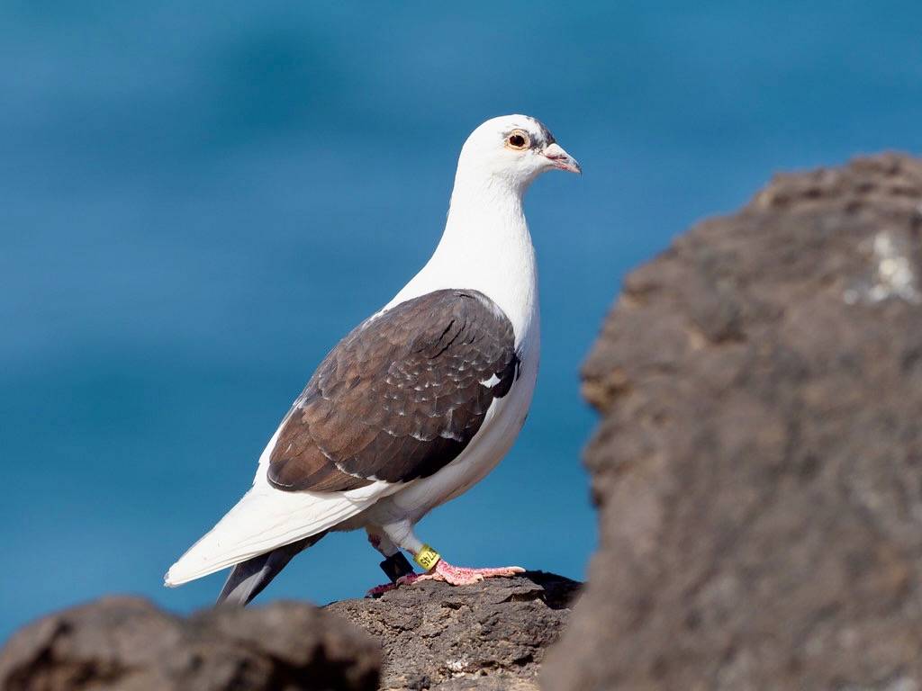 Columba livia EM1B2420 by Bengt Nyman is licensed under CC BY 2.0.